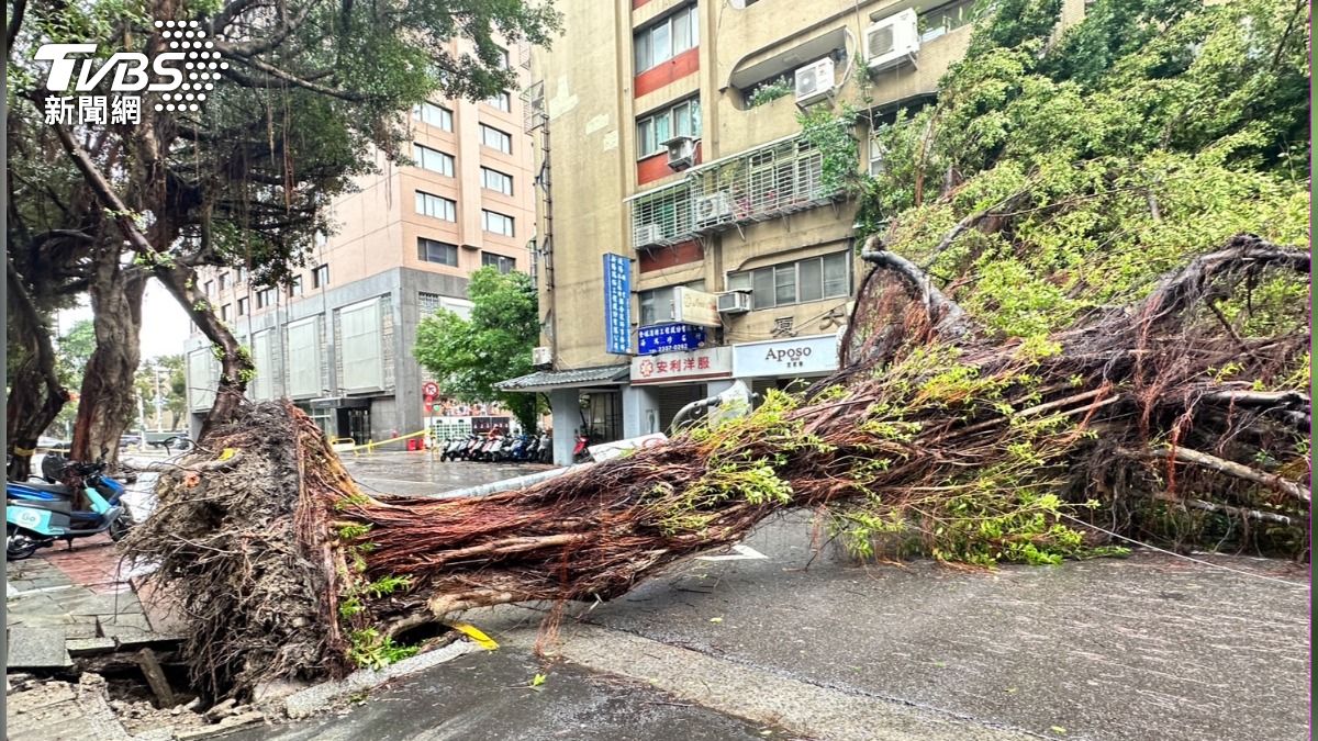 康芮強風!立院旁巨樹「連根拔起」橫倒路中 卓榮泰備詢改道
