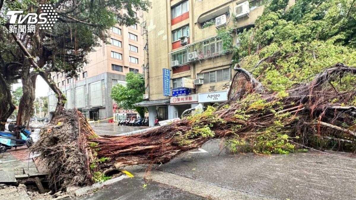 立法院旁鎮江街巨樹斷裂，整根拔起倒在路中。（圖／潘袁詩羽攝）