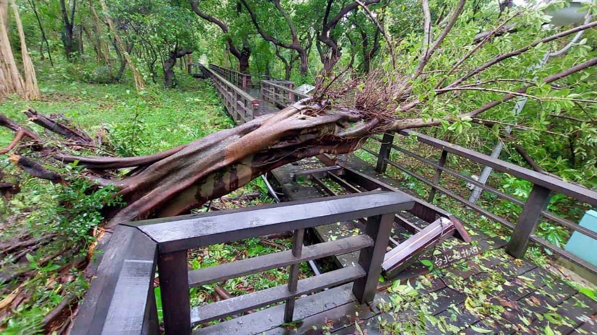 康芮颱風肆虐!台北植物園內「樹木倒一地」 明後2天繼續休園