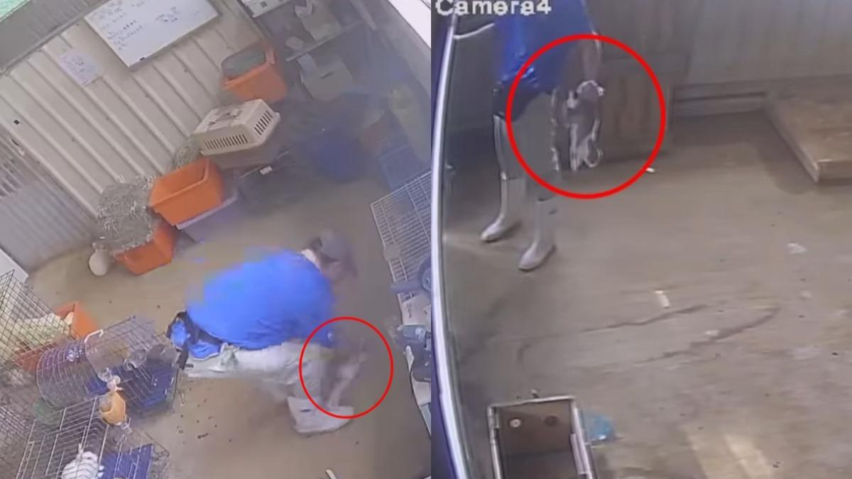 埔心牧場爆虐兔!獸醫認了「不當對待」辭職 動保處:封館開罰