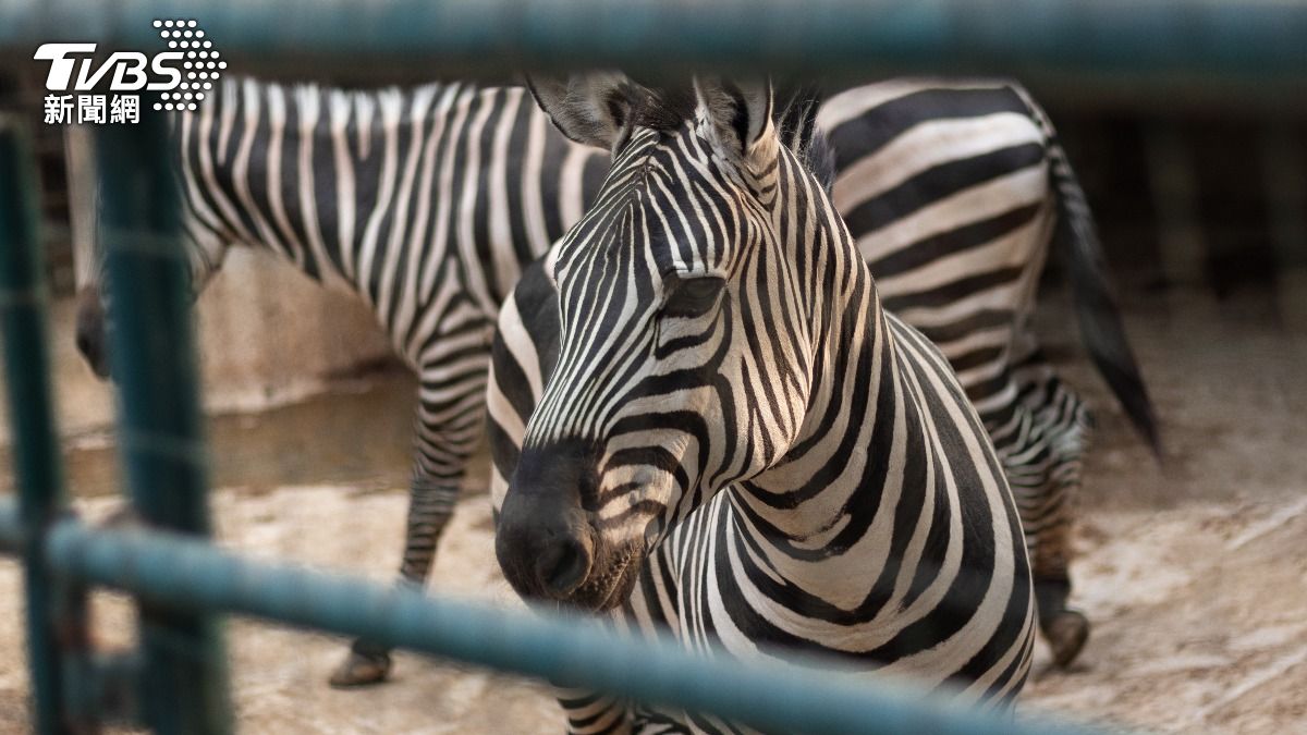 動物園斑馬「撞牆自殺」！爆衝疑斷頸　陸客圍觀笑：哈哈暈了