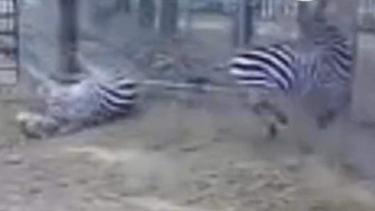 其中一隻斑馬撞上鐵籠當場身亡。（圖／翻攝自@百姓關注　微博）