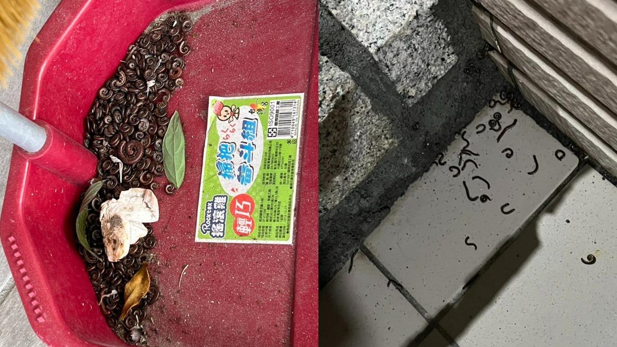 馬陸大軍殺入彰化民宅狂蠕動 民眾穿鞋「啪嘰一聲」噁崩潰
