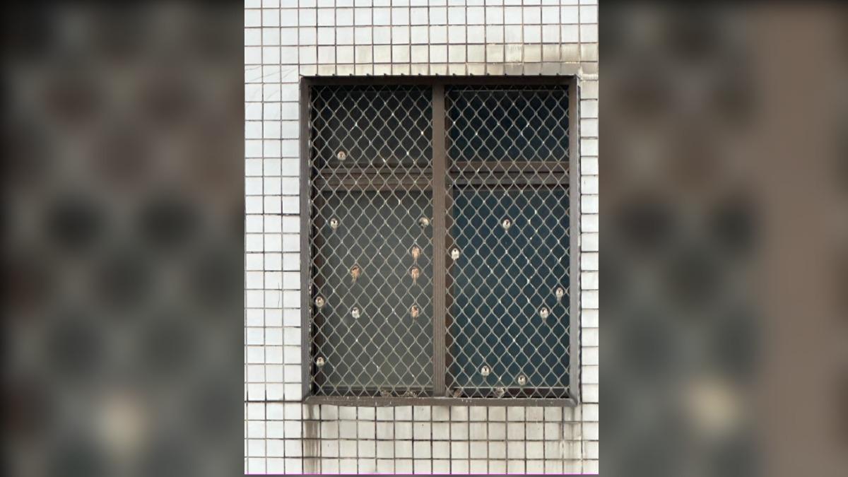 小麻雀擠鐵窗格當「膠囊旅館」 萌照吸萬人朝聖:超可愛!