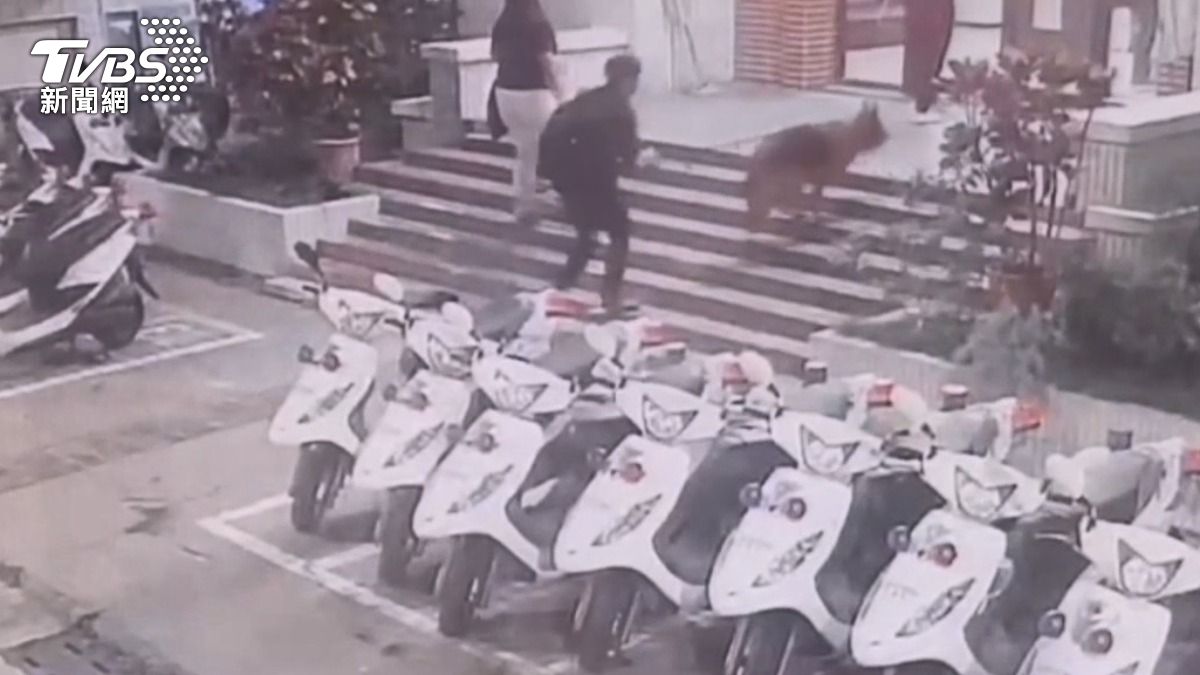 親友團帶著大型犬到警局登門拜訪。（圖／TVBS）