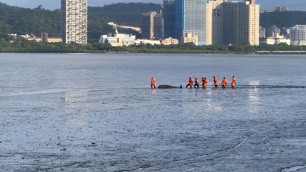 八里沙灘傳抹香鯨母子擱淺!幼鯨死亡、母鯨獲救重回大海
