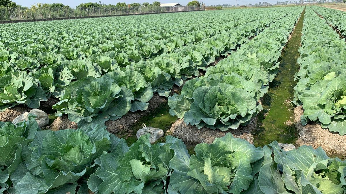台南市場高麗菜1顆賣200!產地僅22元 黃偉哲也呼不合理