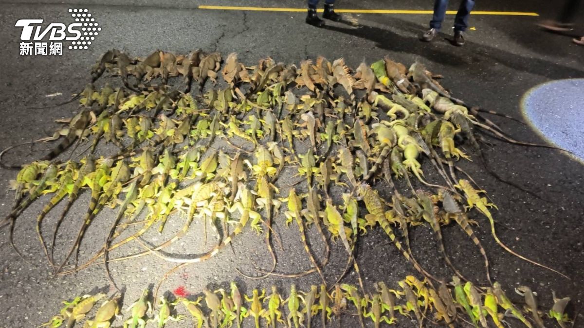 有片/恐怖!屏東綠鬣蜥集體跳樹「宛如下雨」一年捕獲2萬7千隻
