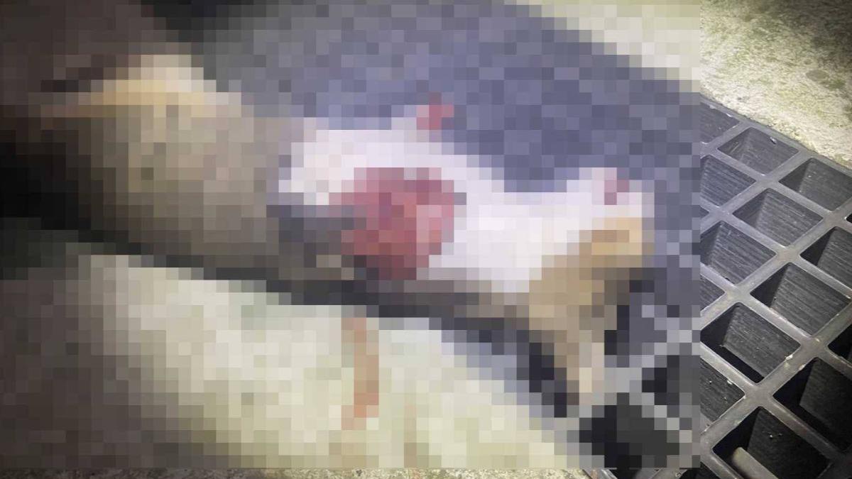 流浪貓的四肢遭到折斷,死狀極為悽慘。(圖/民眾提供)