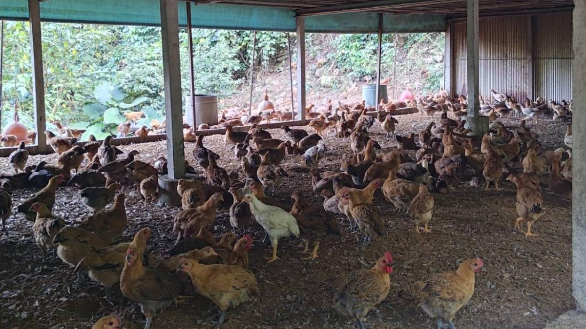 5家養雞場共400隻雞受損。(圖/翻攝自林業署花蓮分署官網)