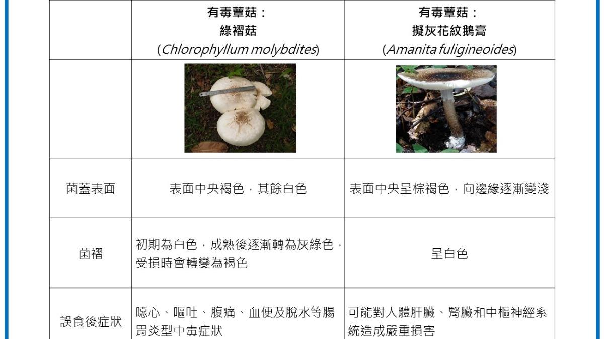 民眾應避免自行採摘或食用不明來源的野菇。(圖／食藥署）