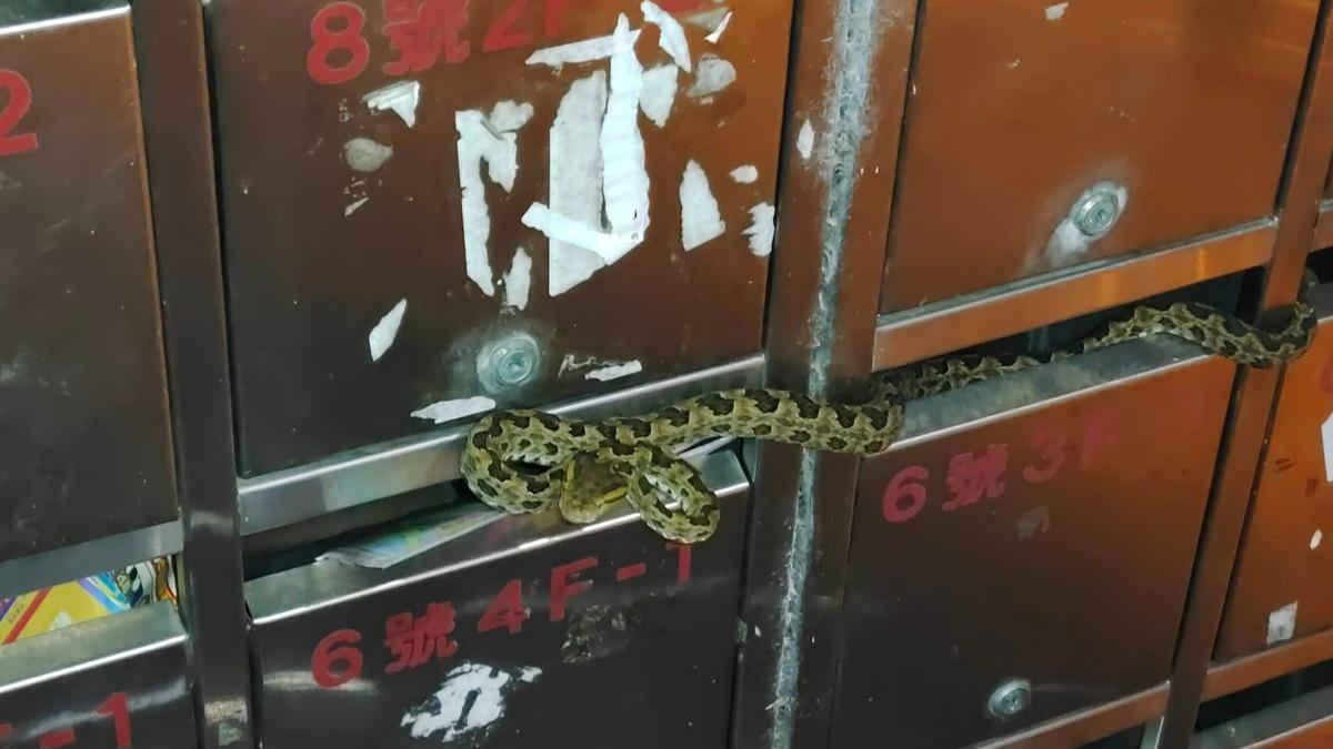 真恐怖箱!伸手信箱拿信「不明條狀物」 龜殼花在動嚇瘋