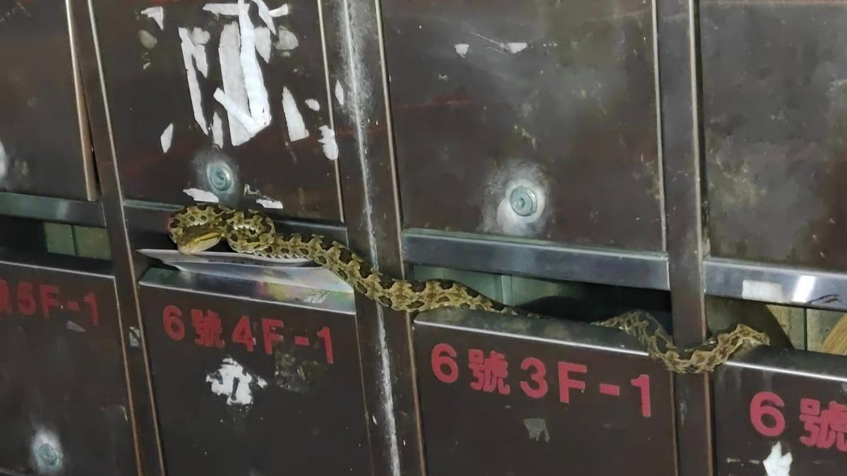 網友收信差點被「龜殼花」蛇吻。(圖/翻攝自臉書社團「野生蛇相」)