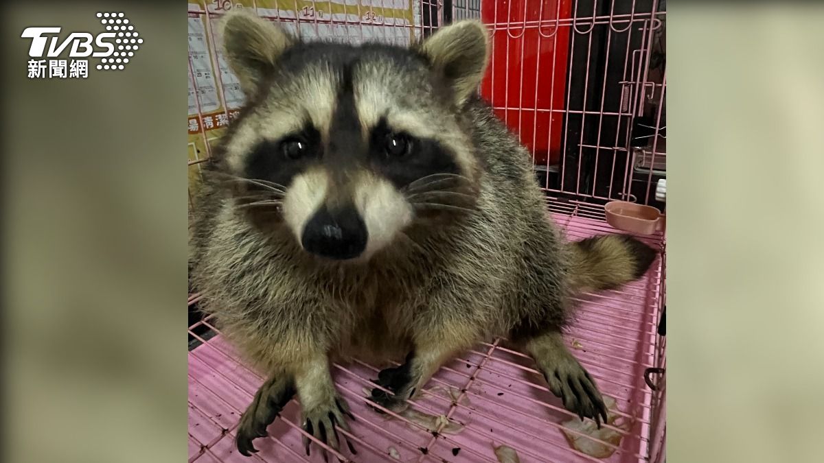 北美浣熊為夜行性動物、雜食類。（圖／TVBS）