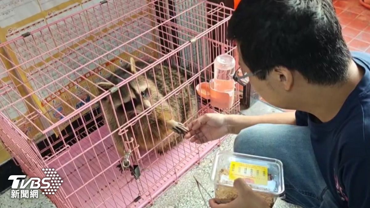 浣熊目前可與人互動。（圖／TVBS）