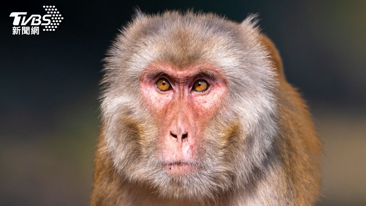43隻獼猴從生物實驗室脫逃 美警局急喊:趕緊關閉門窗