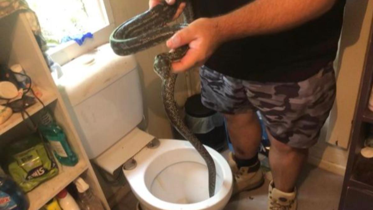 蟒蛇的長長身體正被人從馬桶中拉出。(圖/翻攝自Hervey Bay Snake Catchers臉書)