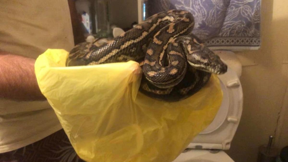 抓出的第二條蟒蛇是公的。(圖/翻攝自Hervey Bay Snake Catchers臉書)
