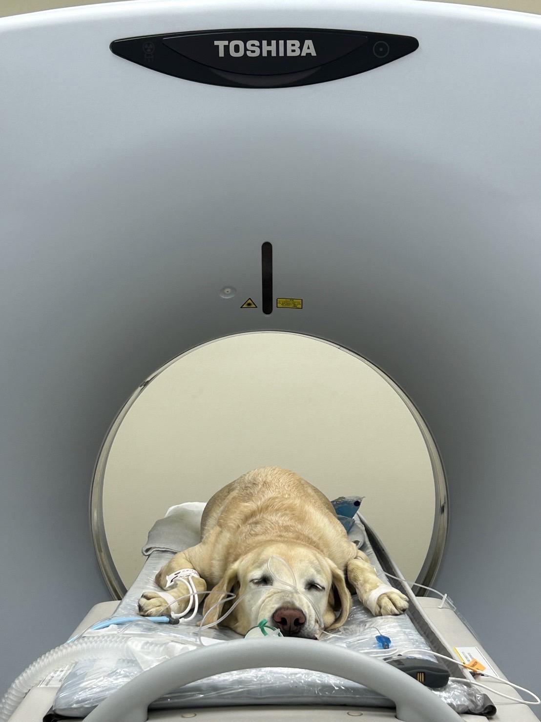 Roger成為全台第一隻做電腦斷層的搜救犬。（圖／寵物百分百提供）