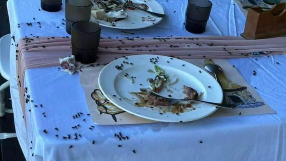 戶外婚宴見「爆量蒼蠅」!小孩吃完慘住院5天 頭皮發麻畫面曝