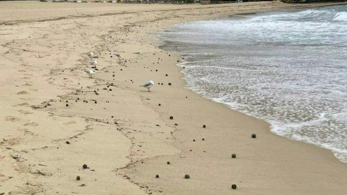 不是焦油!澳洲雪梨海灘驚見超多「小黑球」 恐怖成分曝光