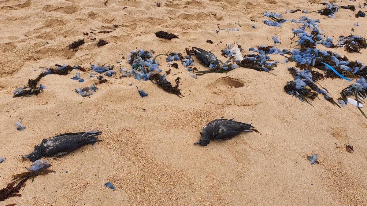 找不到食物?澳洲海岸現「數千隻鳥屍」 專家憂恐帶禽流感