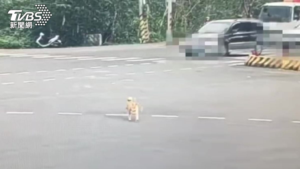 警方發現可可受驚嚇後逃竄路線。(圖/TVBS)