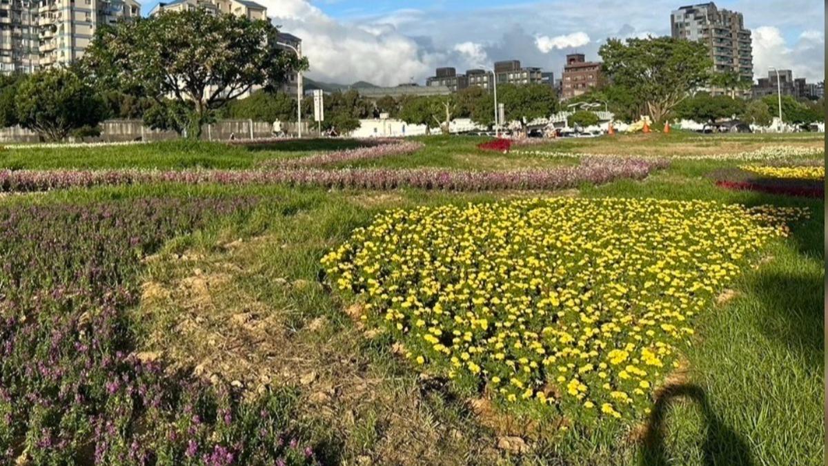 北市花近300萬打造花海 議員:民眾批「像狗啃」