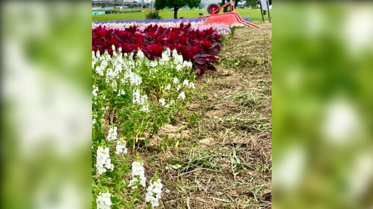 國民黨市議員王欣儀指出,接獲許多民眾反映「大直美堤河濱公園花海」不如預期。(圖/王欣儀辦公室)
