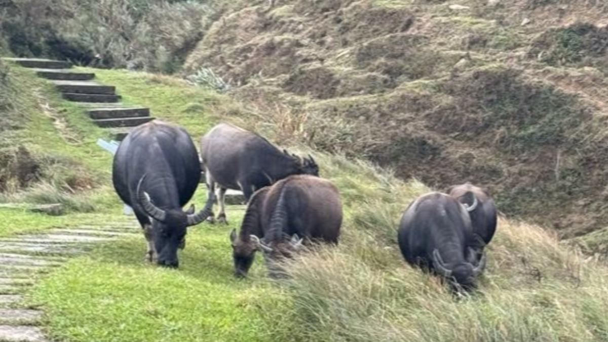草嶺古道發生牛隻攻擊事件。（圖／民眾提供）