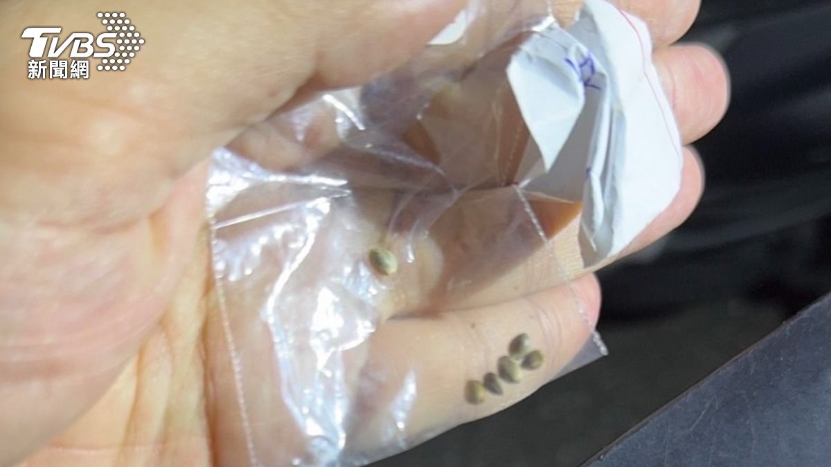警方查獲二級毒品大麻種子11顆。（圖／TVBS）