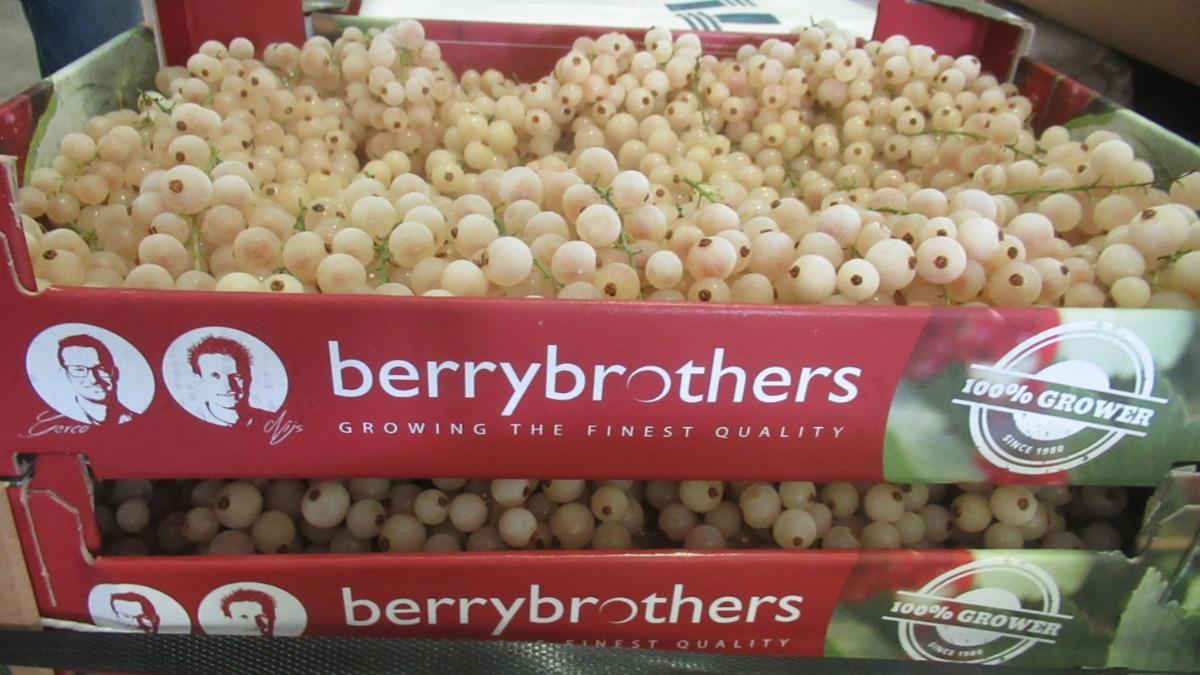 大江生醫股份有限公司從荷蘭進口的「冷凍白醋栗（FROZEN WHITE CURRANT）」農藥不合格。（圖／食藥署提供）