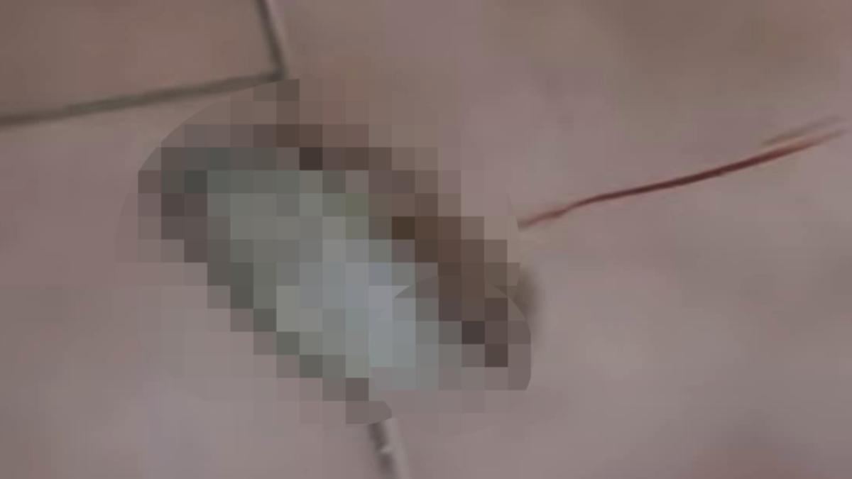 倉鼠咬1口竟被「摔成鼠餅」…男PO網炫耀 法院重判笑不出來