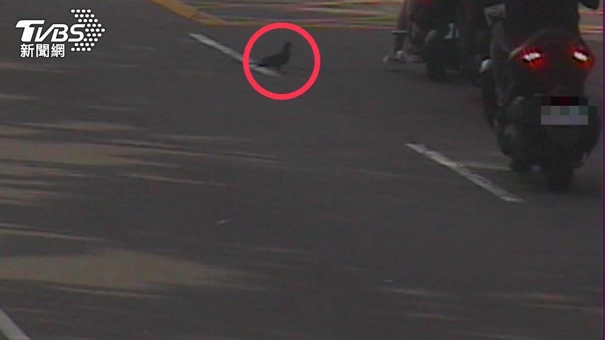超鳥車禍！台中街頭3騎士追撞成團　都是「牠」惹禍肇逃