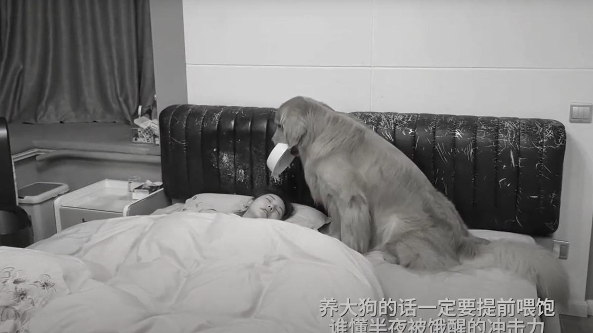 半夜肚子餓!黃金獵犬坐床頭緊盯 飼料碗放她臉上求食