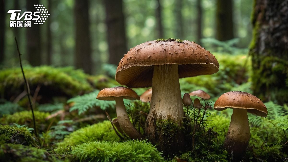 美研究發現吃這種菇　能強化身體免疫系統、減緩攝護腺癌擴散