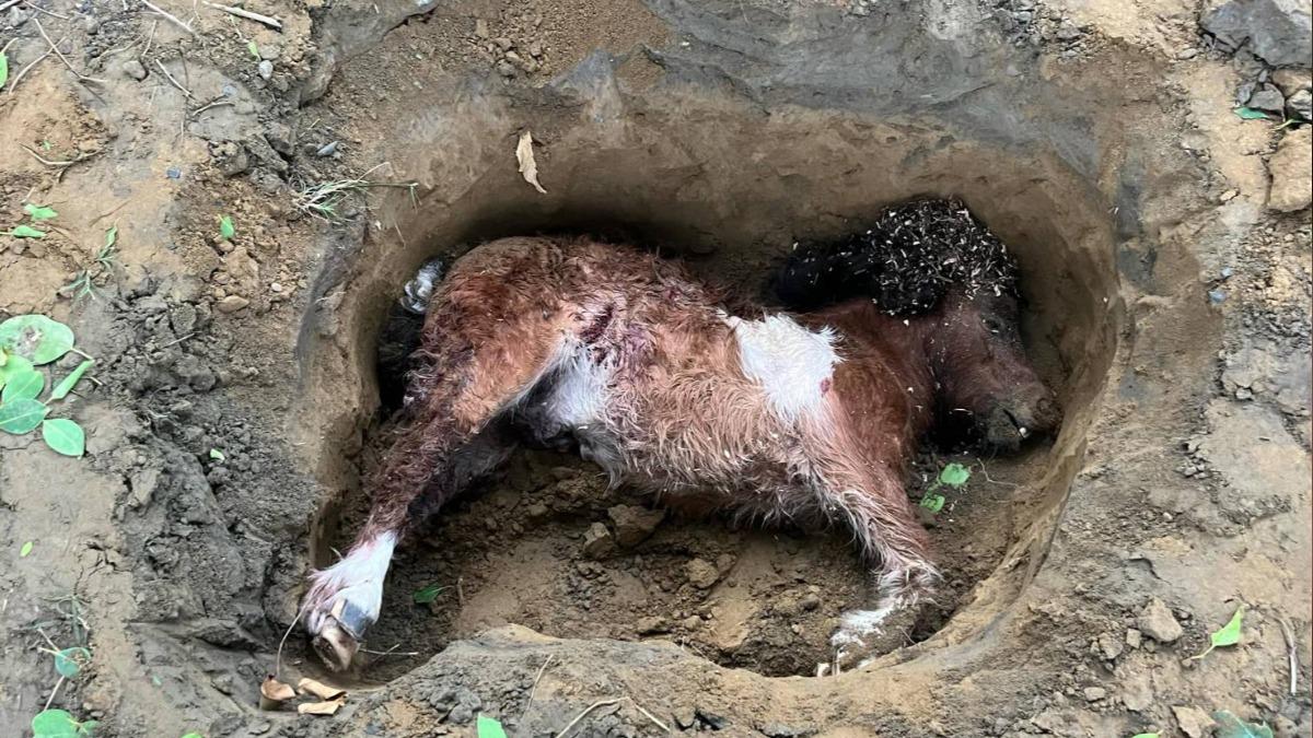 血洗馬場!流浪犬闖入釀3死3傷「還啃肉」 動保處:不是第一次