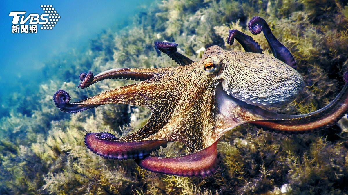 人類滅絕後…科學家推測「海洋1生物」將一統天下稱王