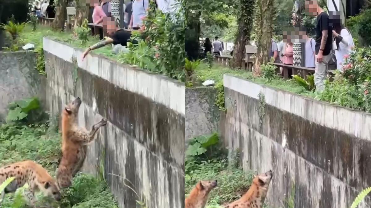 木柵動物園「刺青猴出逃」!跨欄手賤逗鬣狗 園方:依法究辦