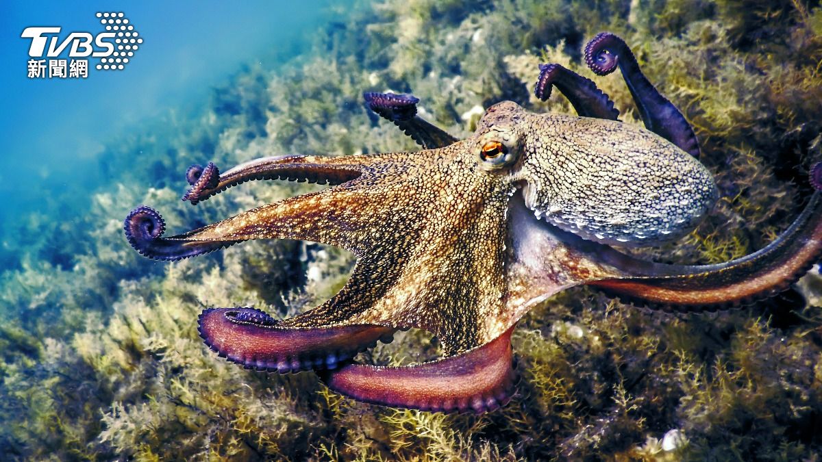 地球新霸主是牠!科學家:人類滅絕換「這海洋生物」統治世界
