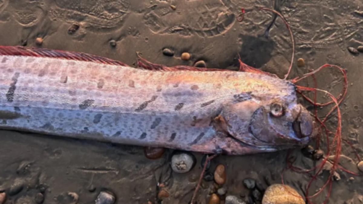 加州海灘三個月內出現二條地震魚。（圖／翻攝自Scripps Institution of Oceanography）