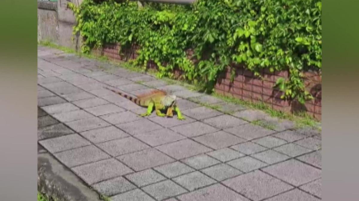 圖／游璦宇提供