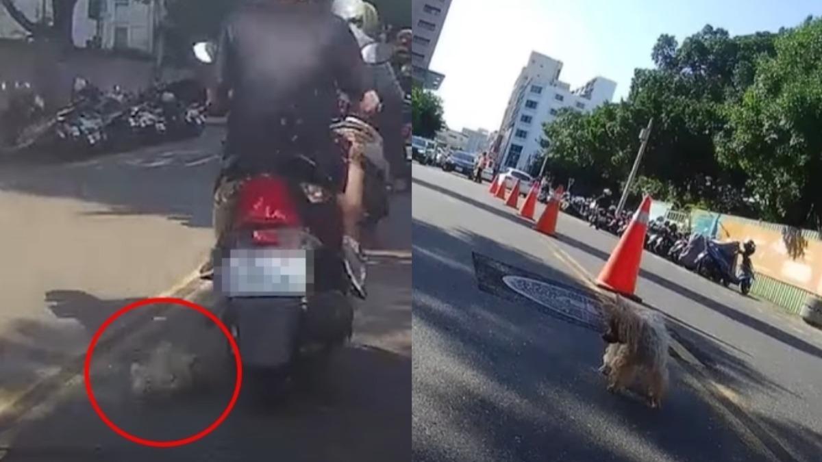 誰的狗掉了!騎士目睹「毛孩滾落馬路」翻成一團 心碎畫面曝