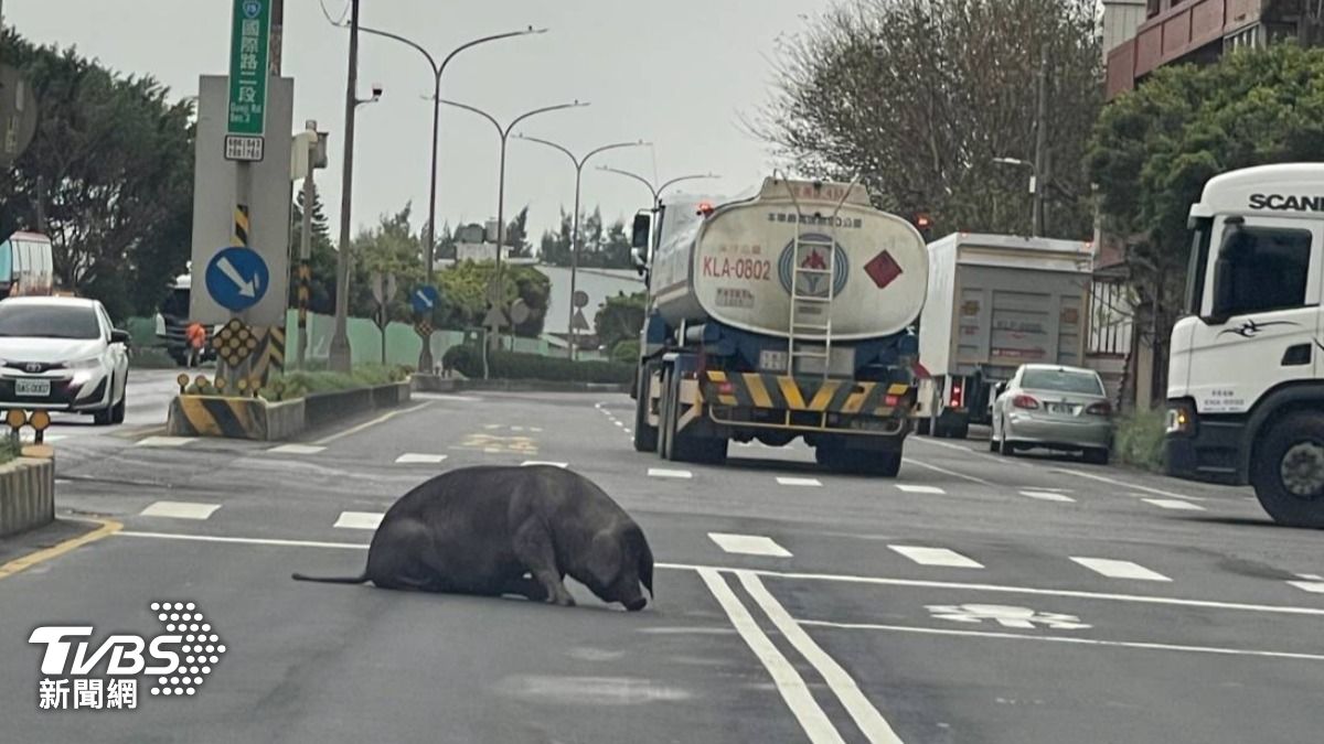 你的豬掉了!桃園通勤時段驚見大黑豬呆坐路中 一排駕駛急閃