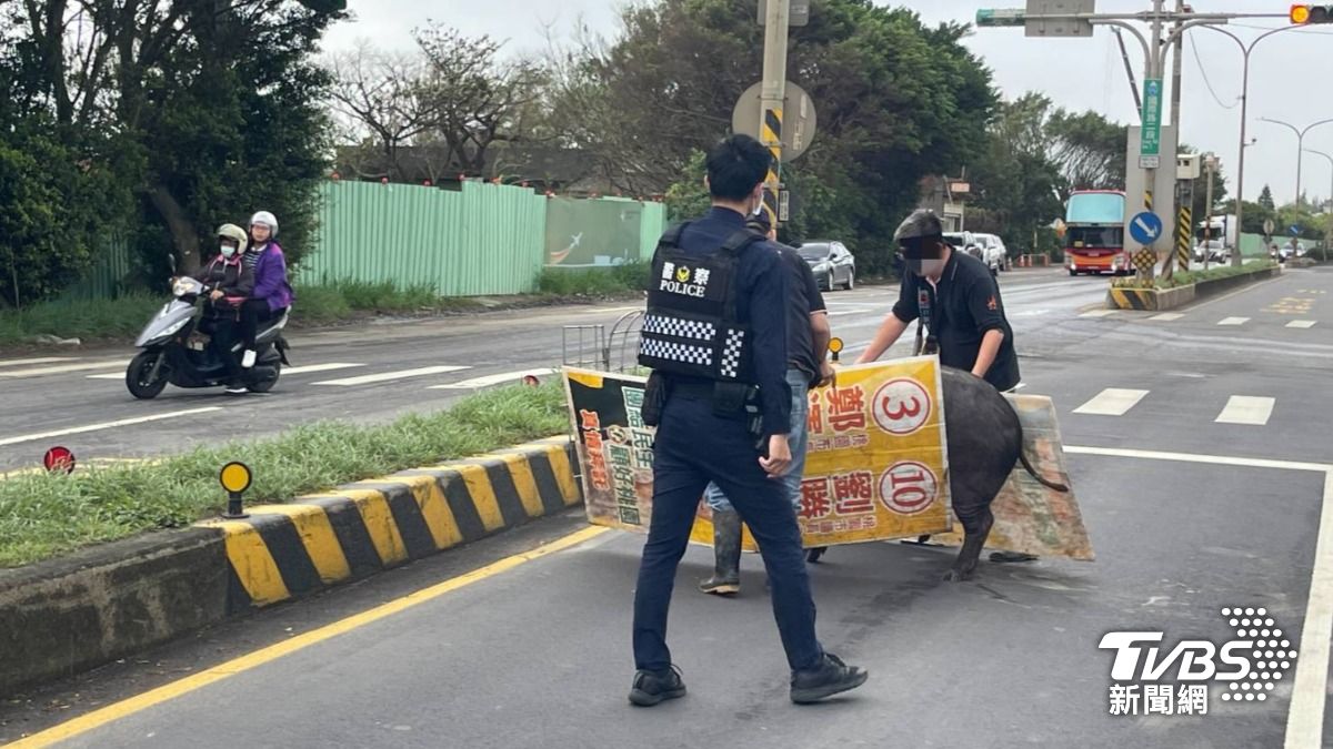 員警協助排除豬隻。（圖／TVBS）