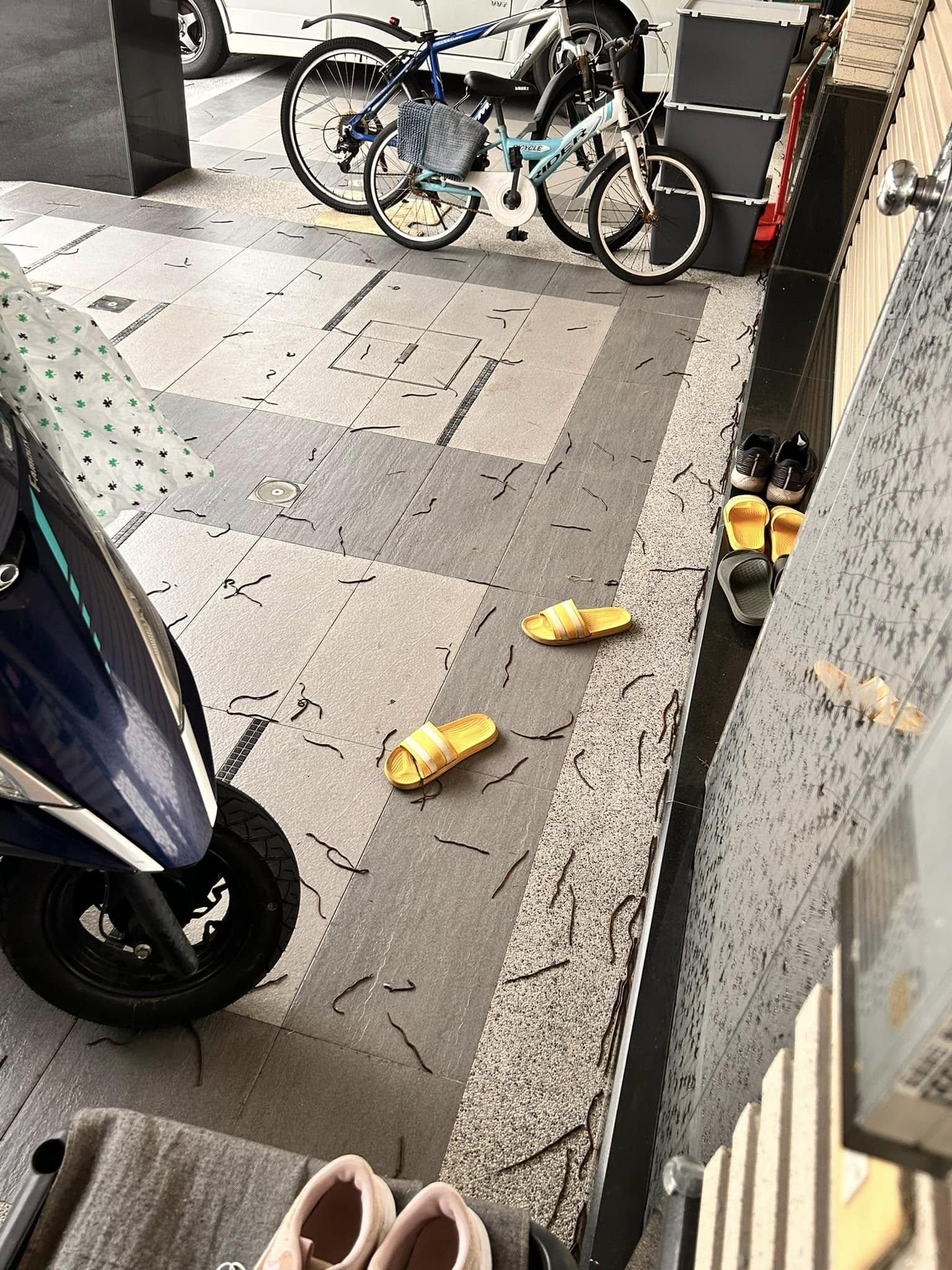 蚯蚓爬到家門口。(圖/翻攝自高雄五甲大小事臉書)