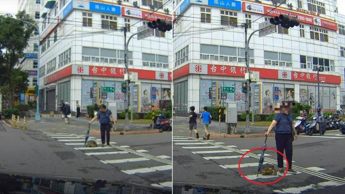 真龜速!汽車駕駛遇陸龜過馬路「苦等到紅燈」 網歪樓:好可愛