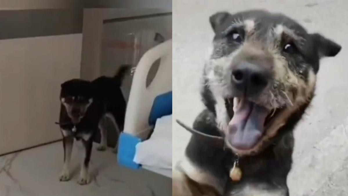 飼主突住院！老狗靠氣味「追16公里」到醫院　網哭：眼裡只有妳