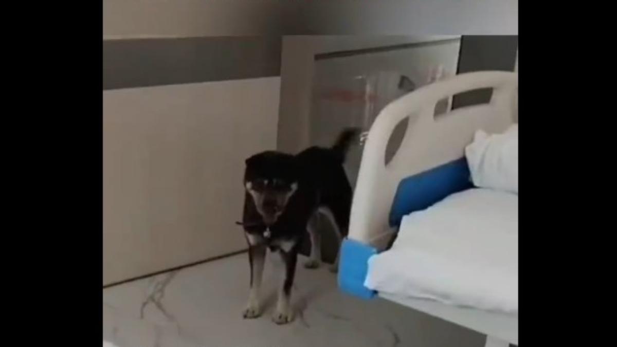 主人獨自前往醫院,愛犬卻突然現身在病房。(圖/翻攝自微博)