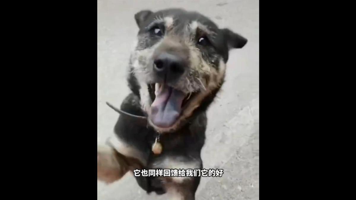 看見主人後,狗狗笑得十分燦爛。(圖/翻攝自微博)